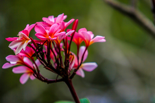 红鸡蛋花