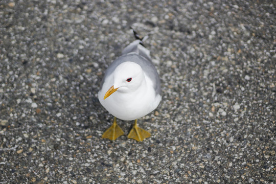 鸥