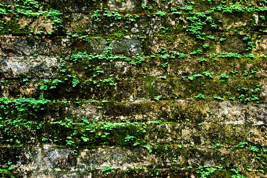 青苔绿植砖墙