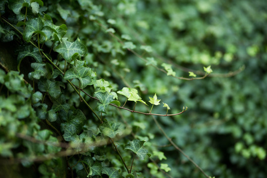 绿藤植物