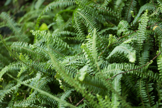 蕨类植物