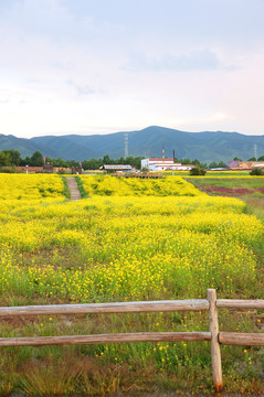 油菜花田