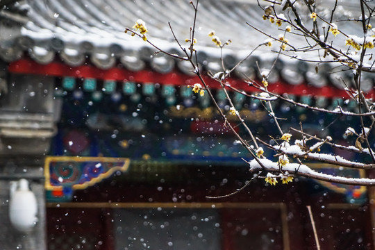 北京潭柘寺开春雪花建筑