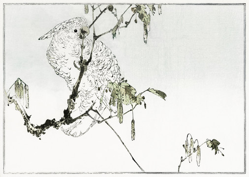 渡辺省亭白鸚鵡