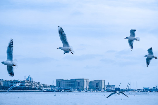 空中飞翔的海鸥