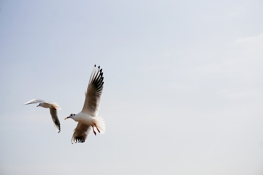 飞翔海鸥