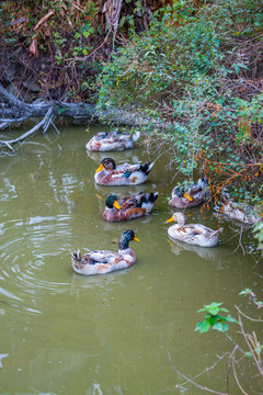 池塘里的鸭群