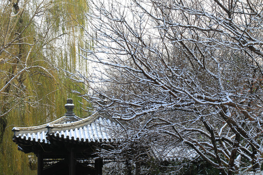 紫竹公园雪景