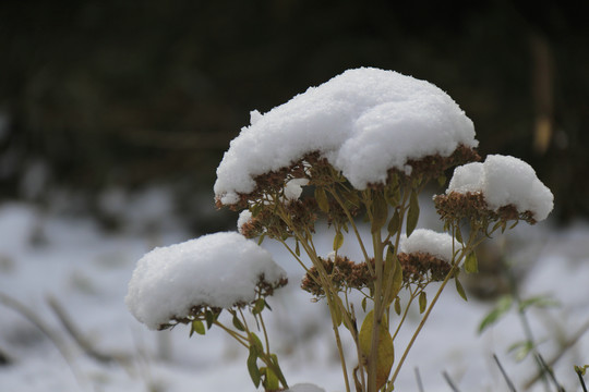 紫竹公园雪景