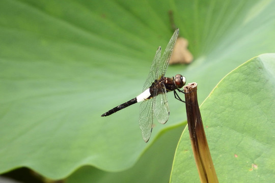 蜻蜓