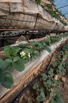 草莓大棚种植
