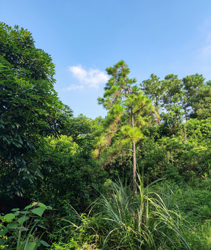 山坡上的绿色植被