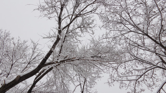 北方的雪