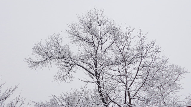 白雪覆盖