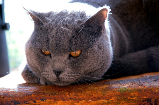 英短蓝猫高清摄影大图JPG