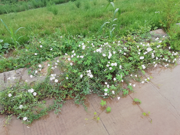 路边野花喇叭花草地