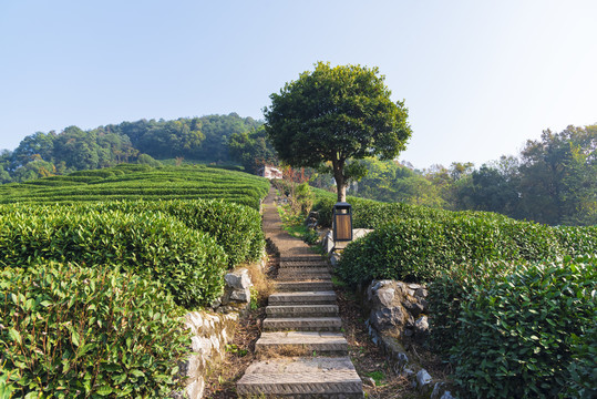 上山石阶路