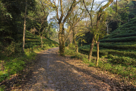 山间小路