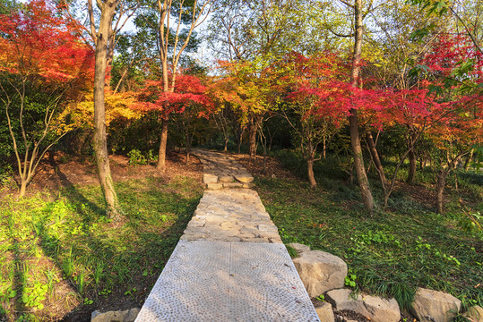 枫叶秋景