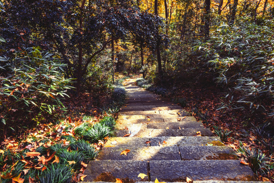 山路秋景