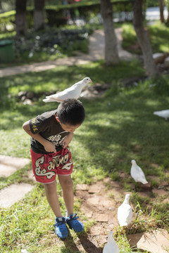 小男孩与鸽子