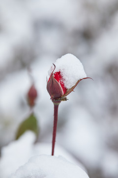 雪中的花朵2