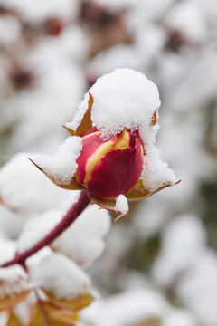 雪中的花朵3