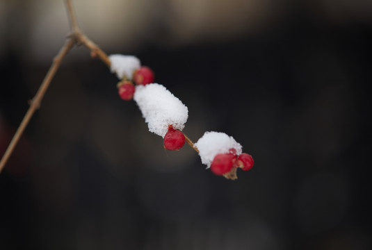 雪中的红果子5