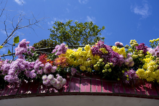 阳台菊花