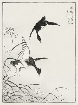 沼田荷舟蘆花潥鴨