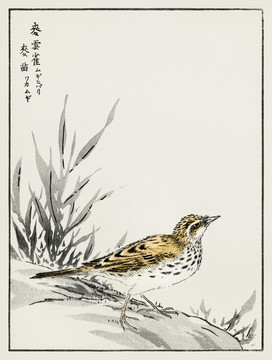 沼田荷舟麥苗麥云雀