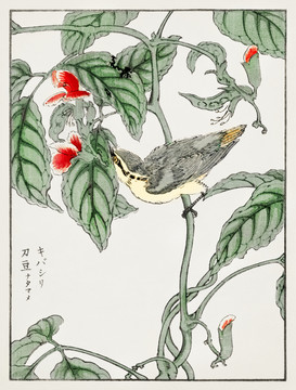 沼田荷舟鳴禽刀豆