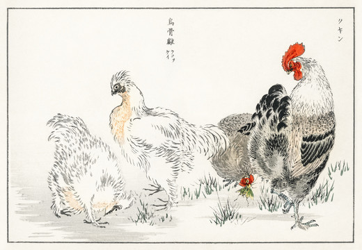 沼田荷舟烏骨雞
