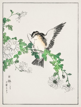 沼田荷舟白菊黃鹟