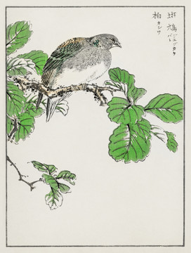 沼田荷舟柏斑鳩