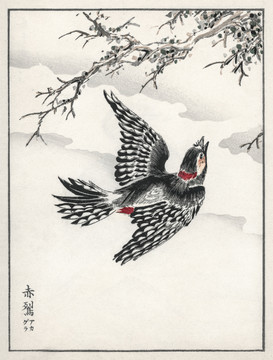 沼田荷舟赤啄木鳥