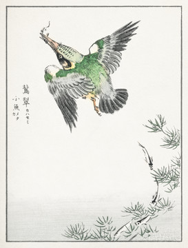 沼田荷舟翡翠小鳥