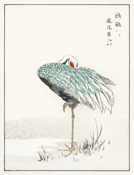 沼田荷舟鳳尾草鸧鶴