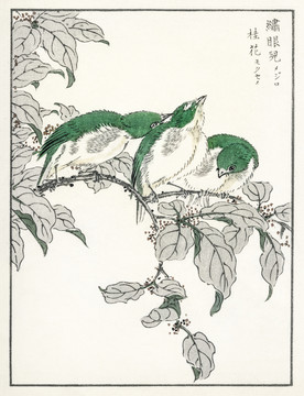 沼田荷舟桂花繡眼兒