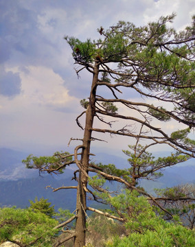 太白山顶的松树