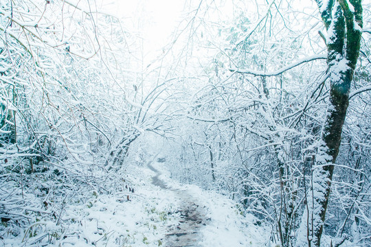 雪山雾凇