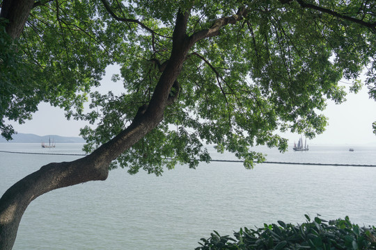 太湖岸边大树与太湖帆船远