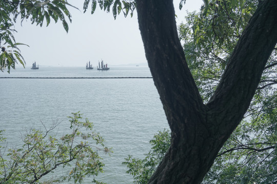 太湖岸边树木与帆船风景