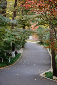 栖霞寺红枫