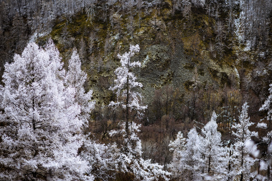 雪景