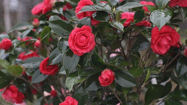 茶花洒水中