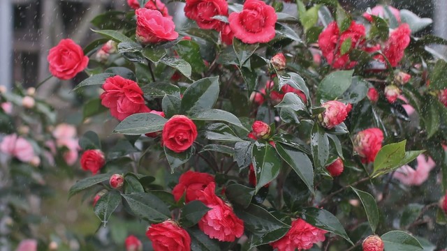 茶花洒水中