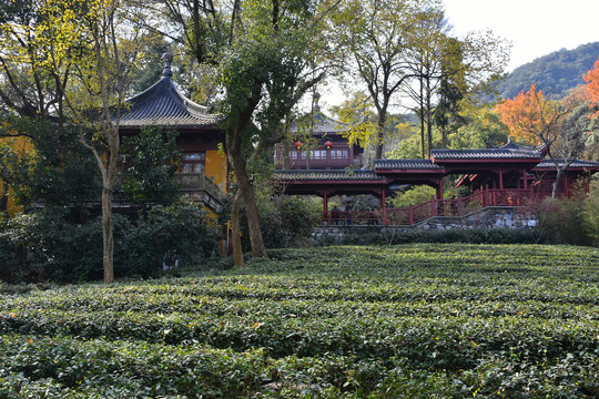 寺院茶叶