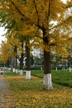 银杏树