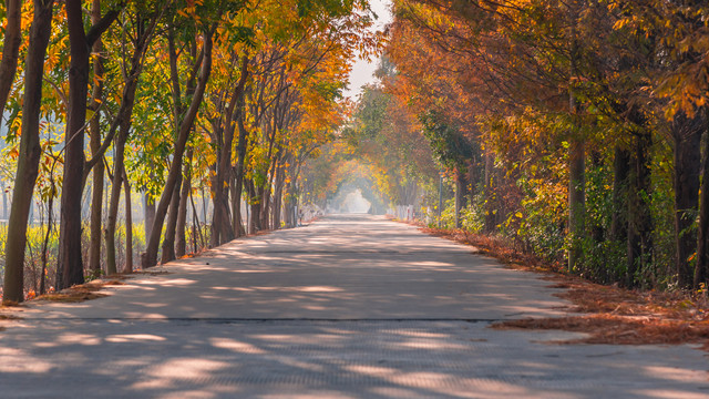 乡村道路秋景